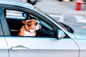 image of a silver car with a dog in the passengers seat for Pennsylvania Auto Personal Insurance
