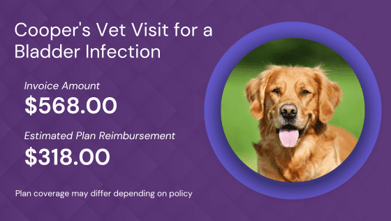 Pet Insurance Infographic