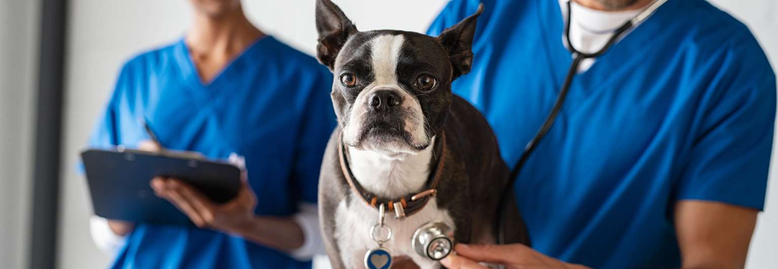 Pet Insurance