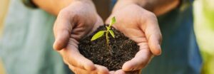 Hands holding plant sprout